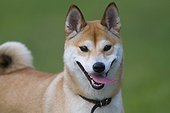 Shiba Inu dog