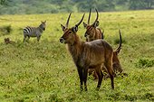 Defasa Waterbuck (Kobus ellipsiprymnus defassa). Lake Nakuru. Nakuru. Great Rift Valley. Kenya