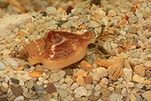Conch (Dolomena minima) on sand, Thio, New-Caledonia