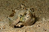 Silver conch (Lentigo lentiginosus) on sand, Islet Tenia, New-Caledonia