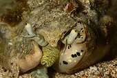 Silver conch (Lentigo lentiginosus), Islet Tenia, New-Caledonia