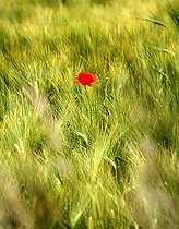 Poppy in a cereal field