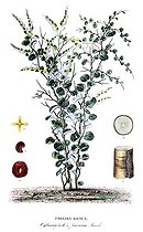 Botanical board drawing of Pareira brava or Chodrodendron tomentasum
