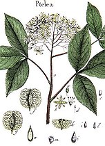 Botanical board drawing of Ptelea