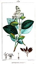 Botanical board drawing of Quinquina or Peluda