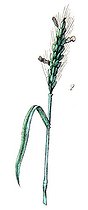 Botanical board drawing of Secale cornutum or Seigne ergote
