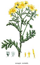 Botanical board drawing of Senecio or Senecon jacobée