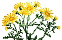 Botanical board drawing of Senecio or Senecon jacobée