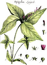 Botanical board drawing of Spigelia or Spigele