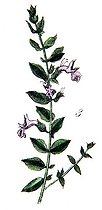 Botanical board drawing of Teucrium maritum marum or Germandree