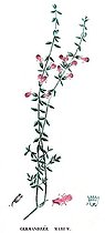Botanical board drawing of Teucrium maritum marum or Germandree