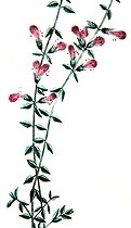 Botanical board drawing of Teucrium maritum marum or Germandree