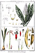 Botanical board drawing of Aletris and Lachenalia as Lachenale