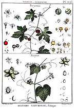 Botanical board drawing of Bryonia and Sicyos