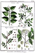 Botanical board drawing of Cissus or Achit, Fagara or Fagarier, and Ptelea