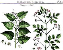 Botanical board drawing of Cissus or Achit