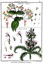 Botanical board drawing of Collinsonia or Collinsone, and Morina or Morine