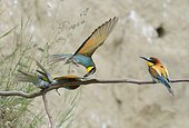 European Bee-eater (Merops apiaster) robing prey to a conspecific, Danube Delta, Romania