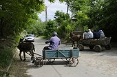 Harness with Donkey and horse Somova, Danube Delta, Romania