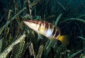 Serran écriture (Serranus scriba), A l'affut parmi les feuilles de Posidones. , Cerbère, Occitanie, France, Mediterranée.