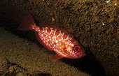 Paeony bulleye ( Priacanthus blochii) in reef, Flic-en-flac, Maurice island, Indian Ocean