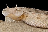 Portrait of Horned dessert viper (Cerastes cerastes) on sand