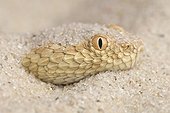Portrait of Sahara sand viper (Cerastes vipera) in sand, Morocco