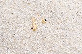 Sahara sand viper (Cerastes vipera) in sand
