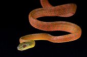 Black-headed cat snake (Boiga nigriceps) on black background