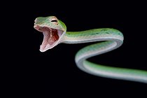 Portrait de Serpent-liane (Thelotornis kirtlandii) attaquant sur fond noir