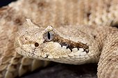 Portrait of Sidewinder (Crotalus cerastes)