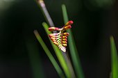 Flourished Crocosmia in a garden