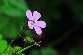 Géranium Herbe à Robert (Geranium robertianum) fleur, Illfurth, Haut-Rhin, Alsace, France