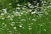 Oxeyedaisy (Leucanthemum vulgare) in bloom, Illfurth, Haut-Rhin, Alsace, France