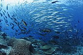 Many species of fish schooling over seamount. Rainbow Runners (Elagatis bipinnulatus), Sleek Unicornfish (Naso hexacanthus), fusiliers, giant trevallies. Indonesia, tropical Pacific Ocean.