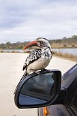 Southern Red-billed Hornbill (Tockus rufirostris) on the rear view mirror of a car,, Kruger National park, South Africa