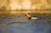 Young Common Pochard (Aythya ferina) on water, Ciudad real, Spain