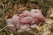 White domestic mouse (Mus musculus domesticus) litter of mice