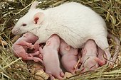 Female domestic white mouse (Mus musculus domesticus) suckling young
