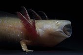 Portrait of Axolotl (Ambystoma mexicanum) form albino gold on black background
