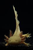 Axolotl (Ambystoma mexicanum) form albino gold on black background
