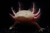 Portrait of Axolotl (Ambystoma mexicanum) form albino gold on black background
