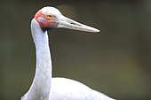 Portrait of Brolga (Antigone rubicunda), Australia