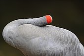Brolga (Antigone rubicunda), Australia