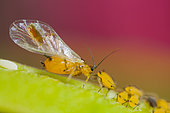 Oleander aphid (Aphis nerii ) on stem at spring , France
