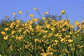 Creeping buttercup (Ranunculus repens) flowers, Illfurth, Alsace, France