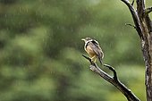 Bird in the rain on a dead tree, Los Glaciares National Park, Tierra del Fuego, Argentina