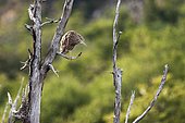 Heron on a dead tree, Los Glaciares National Park, Tierra del Fuego, Argentina