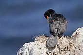 Cormorant nesting on an island, Ushuaia, Argentina