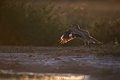 Eurasian Stone Culew (Burhinus oedicnemus) performing threat display towards a Magpie, Belchite, Spain